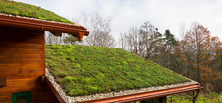 Newport Beach Residential Green Roof